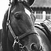 Secretariat Vintage Horse Racing #02 Poster