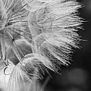 Seed Head Study In Black And White Poster