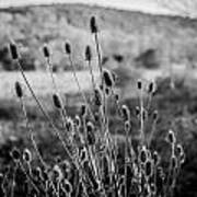 Seed Heads Sussex County New Jersey Painted Bw Poster
