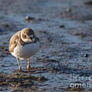 Semipalmated Plover Poster