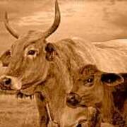 Sepia Cows 4 Poster