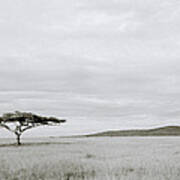 Serengeti Acacia Tree Poster
