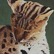 Serval Nap Poster