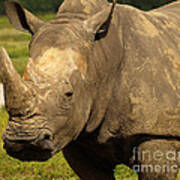 Sexy Rhino Poster
