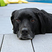 Shadow Lounging On The Deck Poster