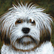 Shaggy ... Dog Art Painting Poster