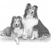 Shelties Poster