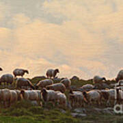 Shepherd With Sheep Poster