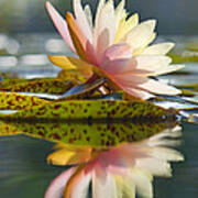 Shining Water Lily Poster