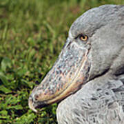 Shoebill Balaeniceps Rex Poster