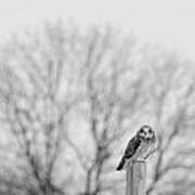 Short-eared Owl In Black And White Poster