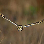 Short Eared Owl Poster