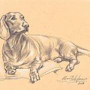 Short-haired Dachshund On A Pillow Poster