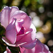 Shy Pink Rose Bud Poster