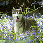 Siberian Husky In Bluebells Poster