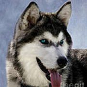 Siberian Husky Poster