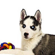 Siberian Husky Puppy Poster