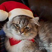Siberian Kitten At Christmas Poster