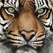 Siberian Tiger Closeup Poster