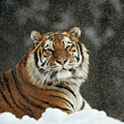 Siberian Tiger Portrait In Snow Storm Poster