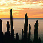 Silhouette Of Pitaya Cactus Poster