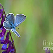 Silver Blue Butterfly Poster