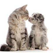 Silver Tabby Kitten Nose-to-nose Poster