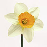 Single Fresh White Daffodil With Yellow Poster