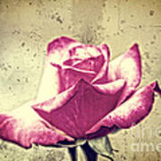 Single Red And White Rose With Vintage Concrete Background Poster