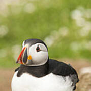 Sitting Puffin Poster