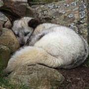 Sleeping Arctic Fox Poster