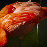 Sleeping Flamingo Poster