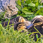 Sleepy Ducklings Poster