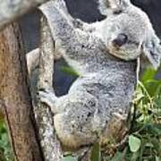 Sleepy Koala Poster