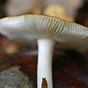 Slugs And Mushrooms Poster