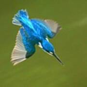 Small-blue Kingfisher Poster