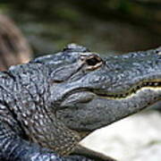 Smiling Alligator Poster