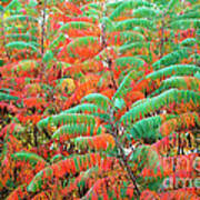 Smooth Sumac Red And Green Leaves Poster