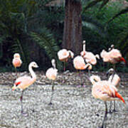 Smudgestick Flamingos Poster