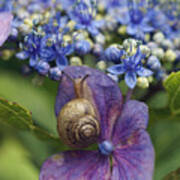 Snail On Hydrangea Flower Japan Poster