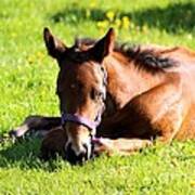 Snoozing Foal Poster