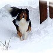 Snow Collie Poster