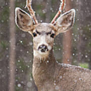 Snow Deer 1 Poster