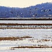 Snow Geese At Sunrise At Squaw Creek Poster