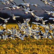Snow Geese In Glow Of The Sunset - 4 Poster