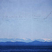 Snow Geese Over The Ocean Poster