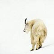 Snow Goat Poster