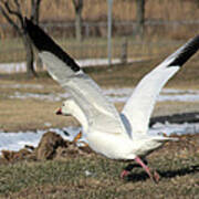 Snow Goose Taking Flight Poster