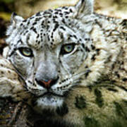 Snow Leopard Poster