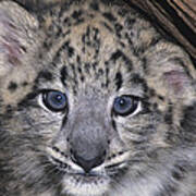 Snow Leopard Cub Endangered Poster